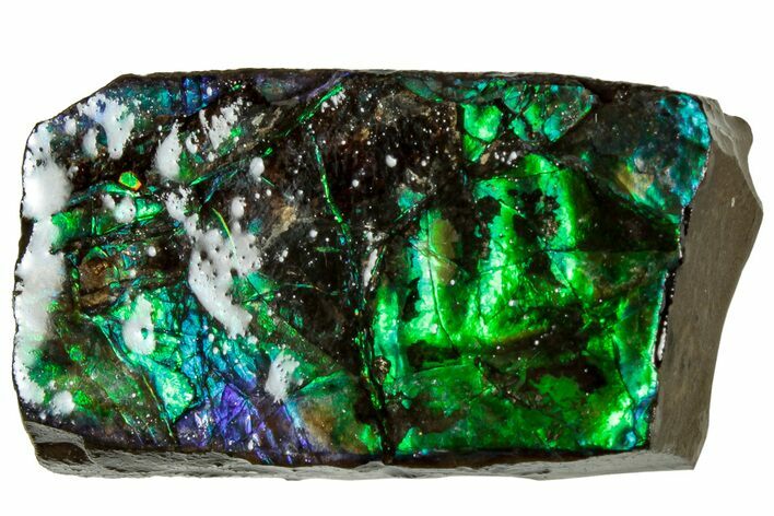 Iridescent Ammolite (Fossil Ammonite Shell) - Alberta #311398